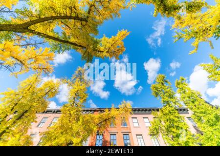 Les arbres de couleur feuille d'automne brillent sous le ciel bleu devant la rangée de bâtiments résidentiels dans West Village à NEW York City NY USA. Banque D'Images