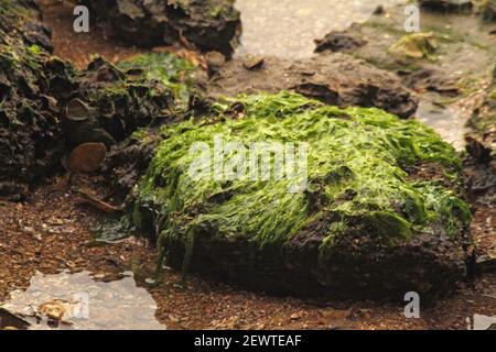 Rivière Matanzas/lagune, Floride, États-Unis. Algues exposées à marée basse. Banque D'Images