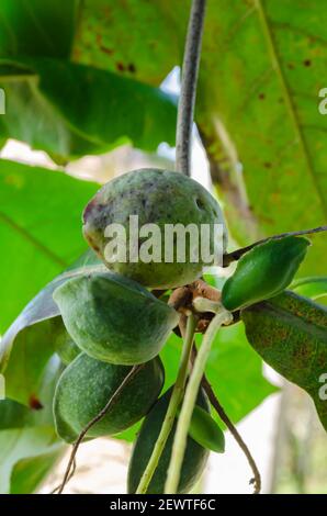 Les fruits d'amande-MALABAR mûr à différents niveaux Banque D'Images