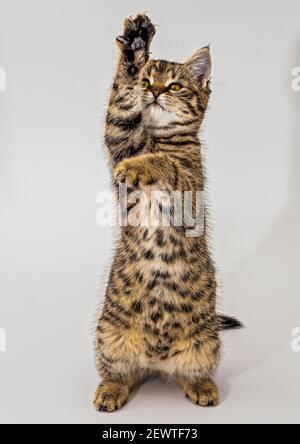Portrait tabby chaton isolé sur fond blanc Banque D'Images
