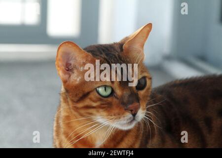 Le chat somalien et le Bengale se mélangent avec des yeux de différentes couleurs Banque D'Images