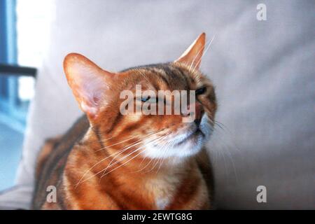 Le chat somalien et le Bengale se mélangent avec des yeux de différentes couleurs Banque D'Images