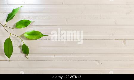 Une branche avec des feuilles vertes sur un fond de bois peint en blanc. Banque D'Images