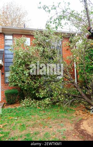 L'ouragan inondation et les dommages causés par le vent la tempête de tornade a provoqué l'inondation des arbres Banque D'Images