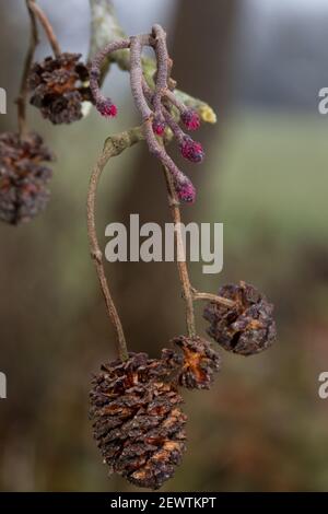 Chatons au printemps, nouvelles inflorescences femelles et vieilles fleurs femelles, en forme de cône mature, d'aulne noir européen Banque D'Images