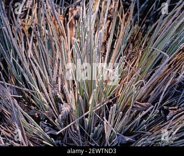 Japon. Hiver. Gros plan des cristaux de glace sur les herbes. Banque D'Images