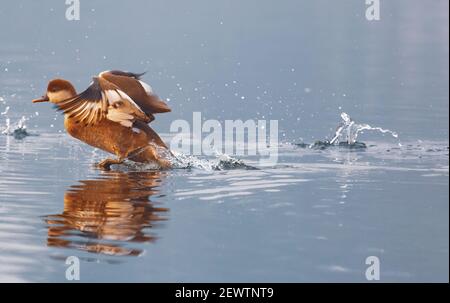 Oiseau de pomchard à crête rouge marchant sur l'eau Banque D'Images