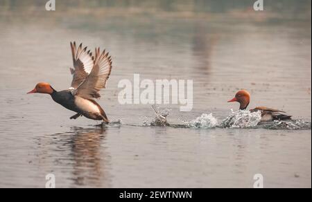 Oiseau de pomchard à crête rouge marchant sur l'eau Banque D'Images