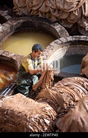 Un homme local qui manipule des peaux d'animaux à côté des fosses de terre alvéolées, Chouara Tannery, Fès, Maroc Banque D'Images