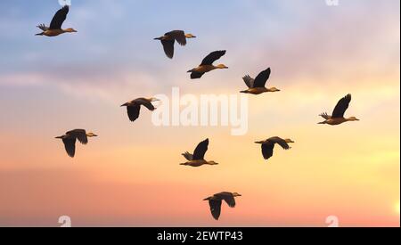 Des oiseaux de pommiers rouges à crête en vol au coucher du soleil Banque D'Images