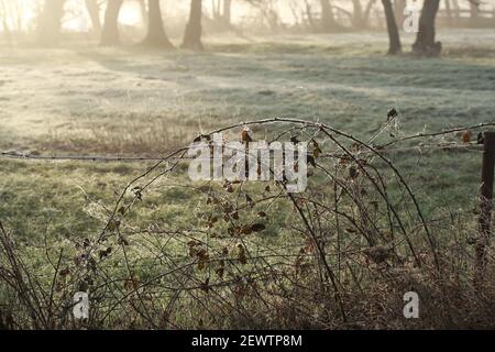 Lever du soleil sur une matinée glacielle sur un pré entouré par arbres Banque D'Images
