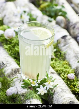 sève de bouleau dans un verre sur les troncs d'arbre cultivés avec de la mousse dans la forêt, boisson de printemps saine traditionnelle russe faite de jus de bouleau, citron et raisins secs, c Banque D'Images