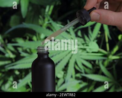 Une bouteille noire et un compte-gouttes de solution de teinture de CBD et de THC sont présentés de près, étant tenus par une main mâle devant les feuilles de marijuana. Banque D'Images