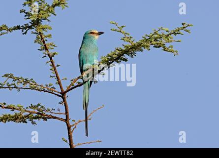 Paire de rouleaux Abyssiniens (Coracias abyssinicus) perchée dans un arbre éthiopien Avril Banque D'Images