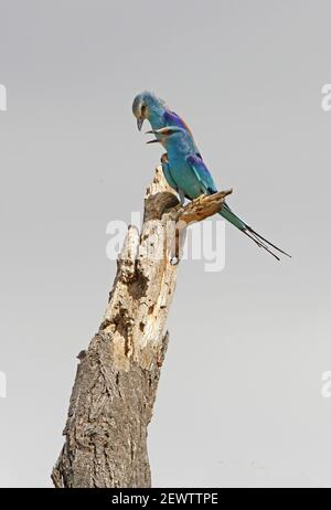 Paire de rouleaux Abyssiniens (Coracias abyssinicus) perchée sur le museau mort de l'Éthiopie Avril Banque D'Images