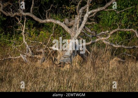 Tigre du bengale royal sauvage reposant sur le tronc d'arbre mort à zone de dhikala du parc national jim corbett ou de la réserve de tigres uttarakhand inde - panthera tigris t Banque D'Images