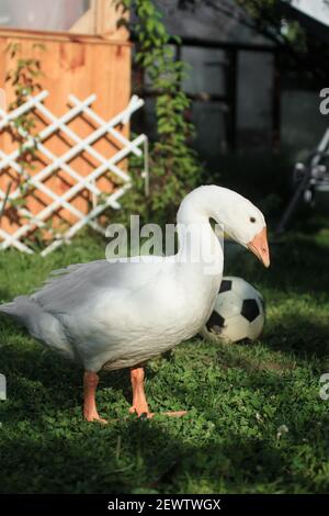 L'oiseau blanc d'oie se trouve malheureusement à côté d'un football dans le cottage à l'extérieur de la chambre, photo verticale Banque D'Images