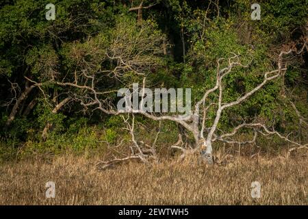 Tigre du bengale royal sauvage reposant sur le tronc d'arbre mort à zone de dhikala du parc national jim corbett ou de la réserve de tigres uttarakhand inde - panthera tigris t Banque D'Images