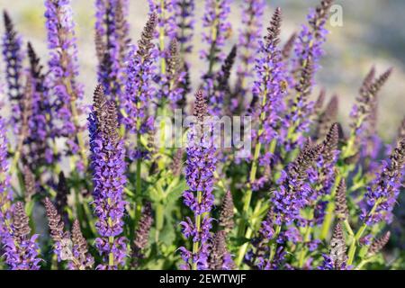 Fleur violette en sauge, Salvia nemorosa, dans le jardin Banque D'Images