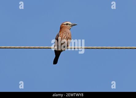 Roufous-couronné Roller (Coracias naevia naevia) adulte perché sur la ligne électrique du lac Naivasha, Kenya Octobre Banque D'Images