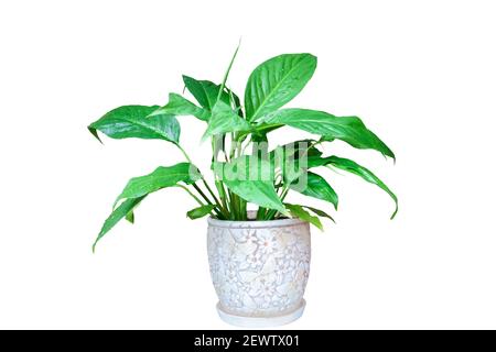 Fleur intérieure Spathiphyllum dans un pot en céramique isolé sur fond blanc Banque D'Images