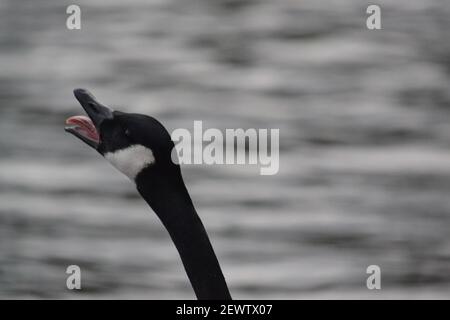 Bernache du Canada avec bouche ouverte montrant la langue rose - Branta Canadensis - tête + cou - Lac - oiseau bruyant - sauvagine - Bernaches du Canada - Scarborough, Royaume-Uni Banque D'Images