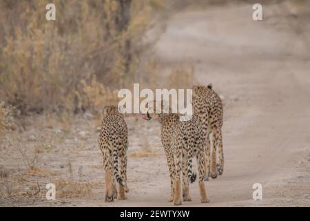 Guépards marchant et se tenant dans la prairie de la savane dans le parc national d'Etosha en Namibie, en Afrique Banque D'Images