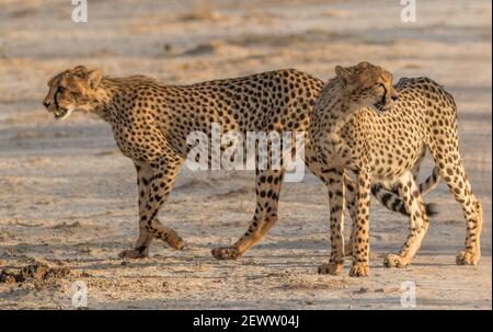 Guépards marchant et se tenant dans la prairie de la savane dans le parc national d'Etosha en Namibie, en Afrique Banque D'Images