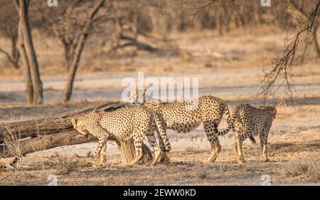 Guépards marchant et se tenant dans la prairie de la savane dans le parc national d'Etosha en Namibie, en Afrique Banque D'Images