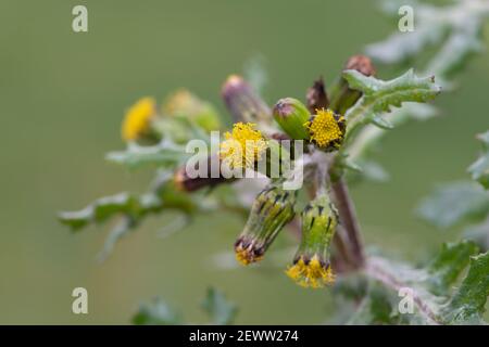 Photo macro d'une plante commune de l'arachide (senecio vulgaris) Banque D'Images