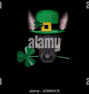 saint-patricks chien de jour avec le trèfle chanceux isolé sur fond noir sombre dramtic, prenant selfie Banque D'Images