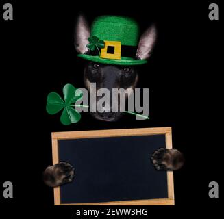 chien de terre-taureau de st patricks avec un trèfle chanceux isolé sur fond noir sombre dramtic, tenant une affiche de bannière de tableau noir Banque D'Images