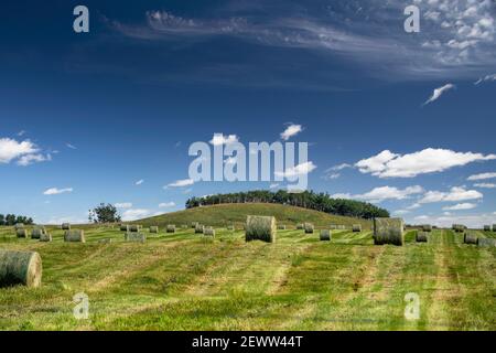 Balles rondes de foin dans un champ récolté dans les Prairies canadiennes, dans le comté de Rocky View, en Alberta. Banque D'Images