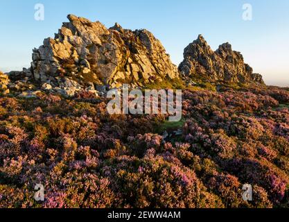 La chaise du diable au milieu de la bruyère sur les Stiperstones, Shropshire. Banque D'Images