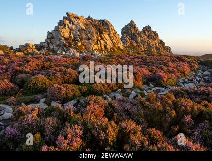 La chaise du diable au milieu de la bruyère au lever du soleil sur les Stiperstones, Shropshire. Banque D'Images