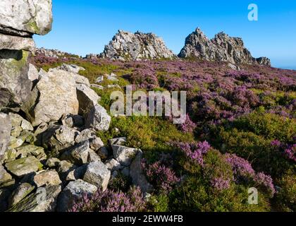 The Devil's Chair and purple heather on the Stiperstones, Shropshire. Stock Photo