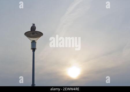 Un mouette est assis sur un feu de rue. Silhouette d'un oiseau. Banque D'Images