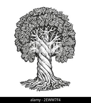 Arbre isolé sur fond blanc. Illustration du vecteur d'esquisse du concept de la nature Illustration de Vecteur