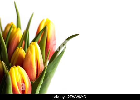 Rouge et jaune deux fleurs de tulipe colorées sur fond blanc gros plan Banque D'Images