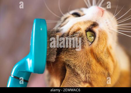 Homme toilettant son chat domestique au gingembre avec fureur vue rapprochée. Banque D'Images