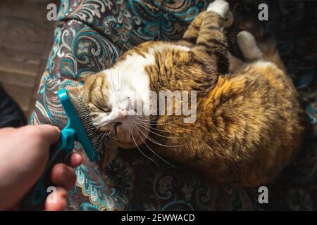 Homme toilettant son chat domestique au gingembre avec fureur vue rapprochée. Banque D'Images