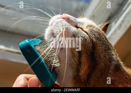 Homme toilettant son chat domestique au gingembre avec fureur vue rapprochée. Banque D'Images