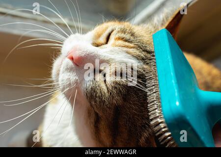 Homme toilettant son chat domestique au gingembre avec fureur vue rapprochée. Banque D'Images