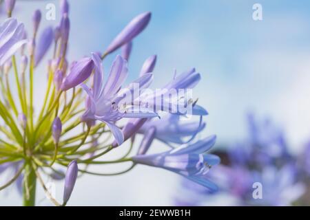 Vue rapprochée du lys bleu -Agapanthus praecox- on une journée ensoleillée contre le ciel bleu Banque D'Images
