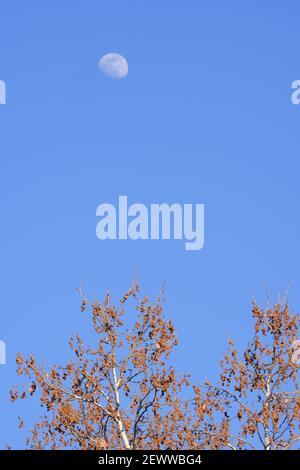 Vue sur la lune au-dessus de l'arbre pendant la journée Banque D'Images