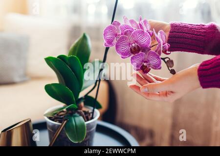 La femme admire une orchidée en fleurs touchant la fleur. Fille prenant soin des plantes et des fleurs à la maison en vérifiant leur état. Banque D'Images