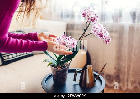 La femme admire une orchidée en fleurs touchant la fleur. Fille prenant soin des plantes et des fleurs à la maison en vérifiant leur état. Banque D'Images