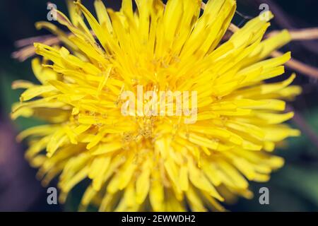 Photo macro d'un pissenlit jaune (Taraxacum officinale F.H. Wigg) présente ses rayons, composés de ligules, d'anthères et de stigmates biobés. Banque D'Images