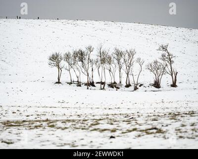 Arbres d'hiver congelés dans le pâturage. Arbres couverts de neige et de gel. Photographie de paysage d'hiver Banque D'Images