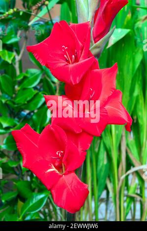 Gros plan de la grande floraison d'été fleurs rouge vif de Gladiolus Gladioli Rouge Balance contre un fond de feuilles une vivace qui est à moitié robuste Banque D'Images